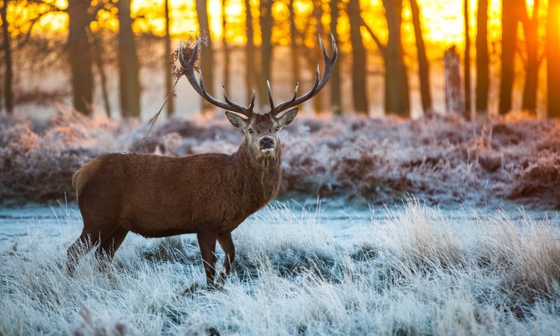 Обои снег, лес, олень, лёд, рога, сохатый, snow, forest, deer, ice, horns, elk разрешение 5616x3744 Загрузить