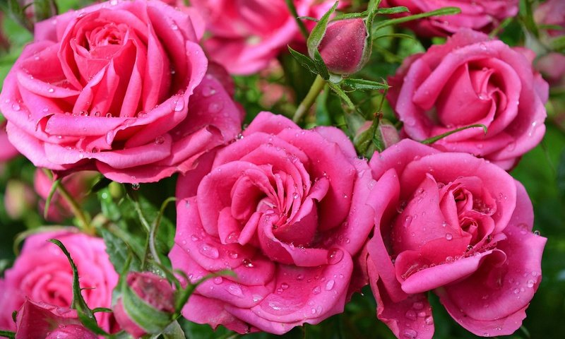 Обои цветы, капли, розы, розовые, розовые розы, flowers, drops, roses, pink, pink roses разрешение 3000x1920 Загрузить