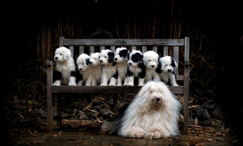 Обои собака, щенки, семья, скамья, dog, puppies, family, bench разрешение 2560x1545 Загрузить