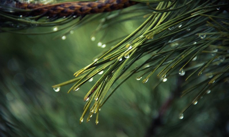 Обои вода, дождь, ветка, иголки, природа, хвоя, макро, роса, капли, ель, water, rain, branch, nature, needles, macro, rosa, drops, spruce разрешение 2880x1800 Загрузить