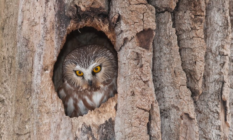 Обои сова, дерево, животные, птица, дупло, owl, tree, animals, bird, the hollow разрешение 1920x1280 Загрузить