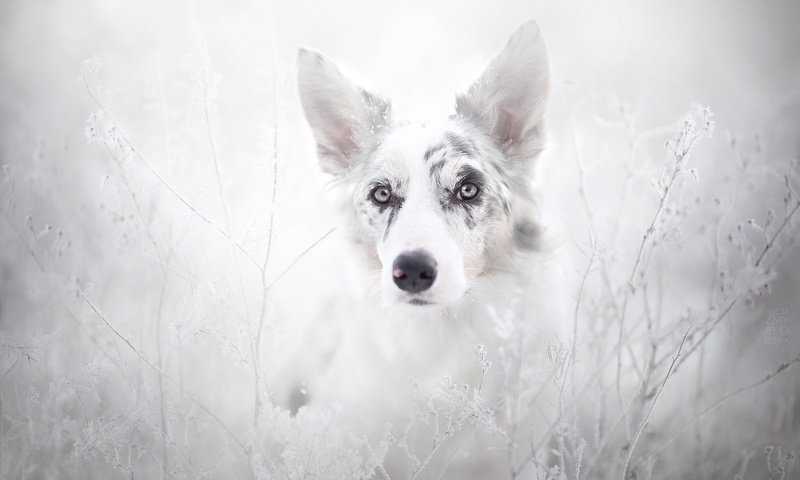 Обои животные, собака, австралийская овчарка, animals, dog, australian shepherd разрешение 2048x1365 Загрузить