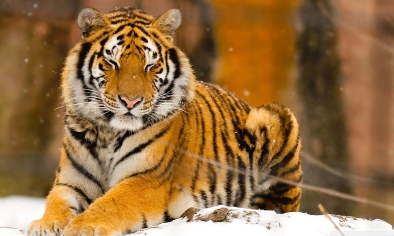 Обои тигр, снег, природа, животные, tiger, snow, nature, animals разрешение 1920x1080 Загрузить