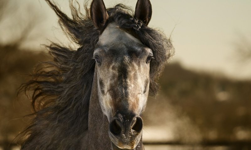 Обои лошадь, животное, конь, грива, horse, animal, mane разрешение 2048x1360 Загрузить