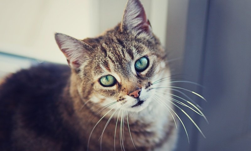 Обои глаза, фон, портрет, кот, усы, шерсть, кошка, смотрит, eyes, background, portrait, cat, mustache, wool, looks разрешение 2000x1333 Загрузить