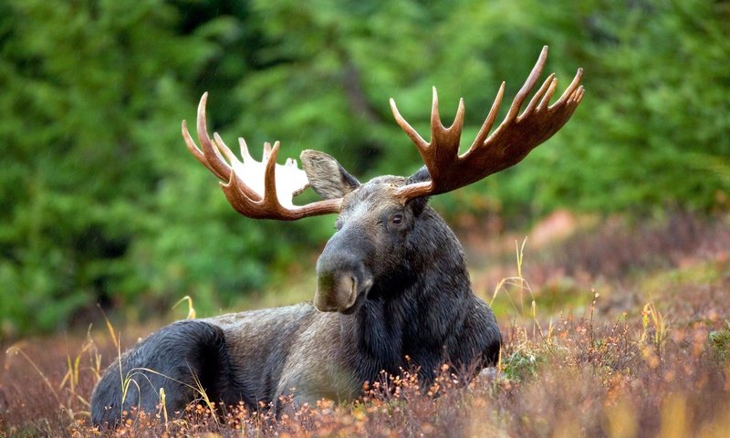 Обои природа, лес, животные, рога, лось, nature, forest, animals, horns, moose разрешение 4992x3328 Загрузить