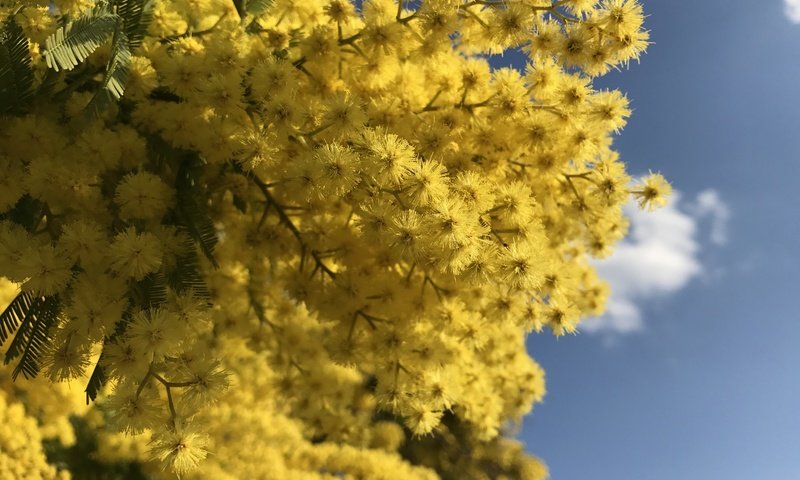 Обои небо, цветы, ветки, весна, мимоза, the sky, flowers, branches, spring, mimosa разрешение 4032x2903 Загрузить