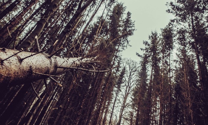 Обои деревья, лес, пейзаж, стволы, trees, forest, landscape, trunks разрешение 6016x4016 Загрузить