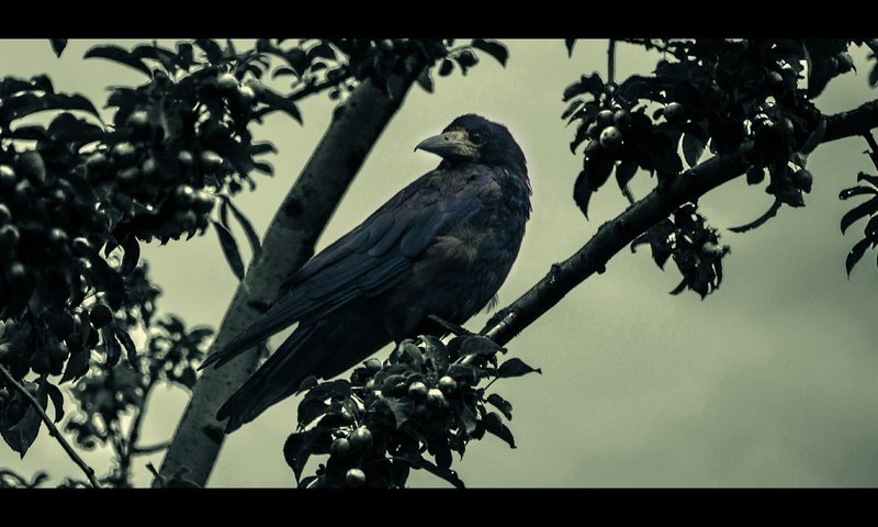 Обои дерево, пейзаж, сепия, птица, клюв, перья, ворон, ворона, tree, landscape, sepia, bird, beak, feathers, raven, crow разрешение 6000x2605 Загрузить