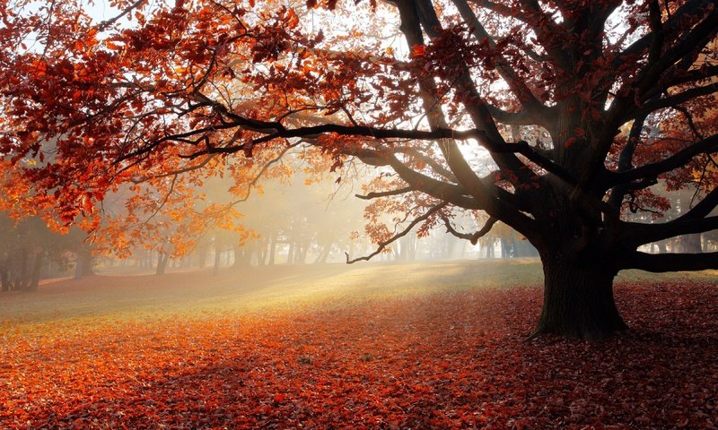 Обои дерево, листва, осень, солнечный свет, tree, foliage, autumn, sunlight разрешение 3840x2160 Загрузить