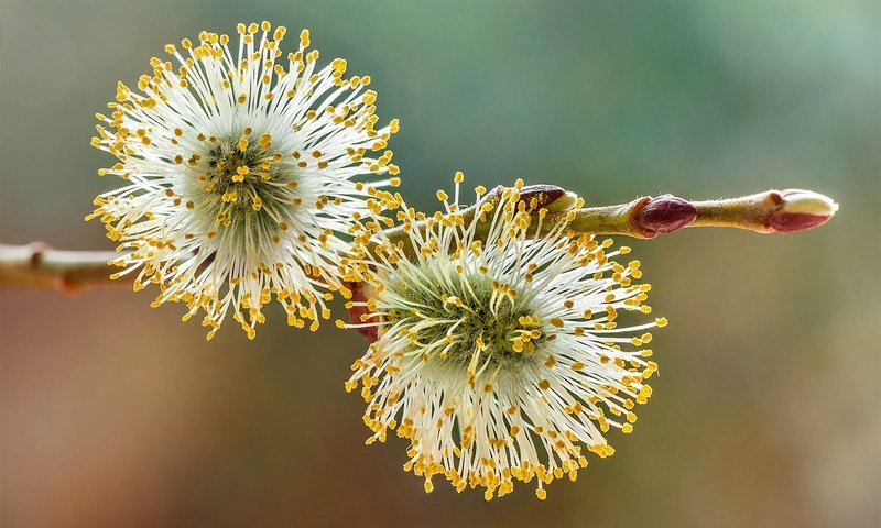 Обои ветка, природа, весна, ива, верба, почка, branch, nature, spring, iva, verba, kidney разрешение 1983x1322 Загрузить