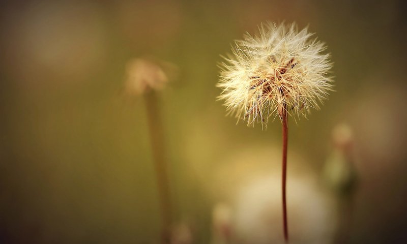 Обои цветок, jossie k, поле, одуванчик, семена, растение, пух, пушинки, былинки, flower, field, dandelion, seeds, plant, fluff, fuzzes, blade разрешение 2048x1361 Загрузить