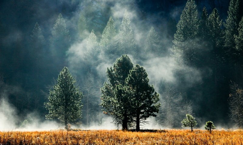 Обои небо, деревья, природа, лес, туман, кусты, the sky, trees, nature, forest, fog, the bushes разрешение 1920x1200 Загрузить