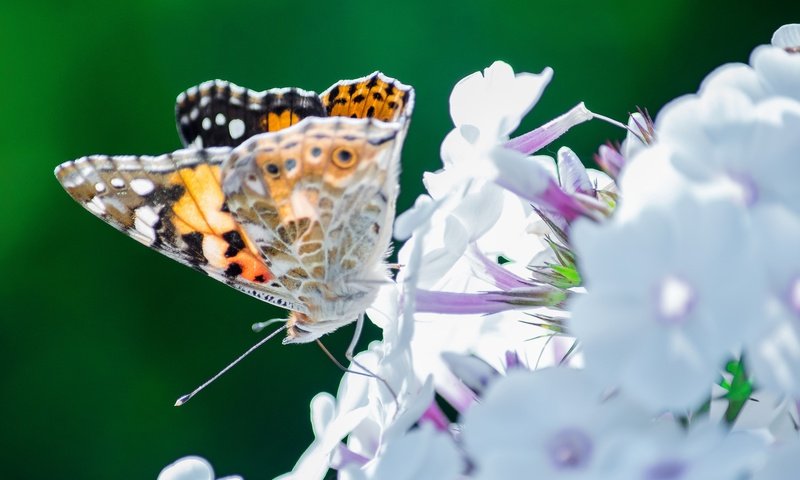Обои цветы, насекомое, бабочка, мотылек, flowers, insect, butterfly, moth разрешение 2048x1308 Загрузить