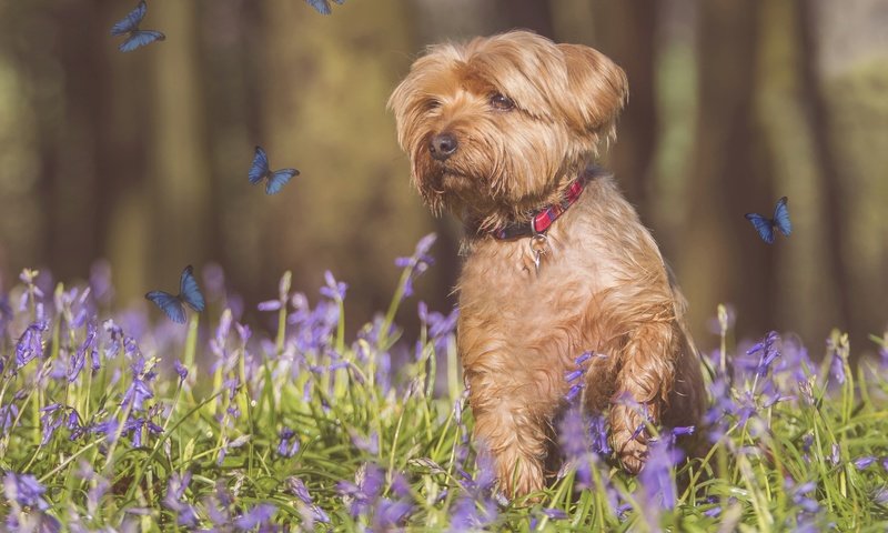 Обои цветы, собака, бабочки, фотошоп, flowers, dog, butterfly, photoshop разрешение 3200x2420 Загрузить