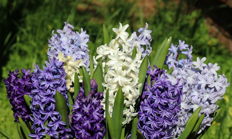 Обои цветы, макро, букет, гиацинты, flowers, macro, bouquet, hyacinths разрешение 4839x3226 Загрузить