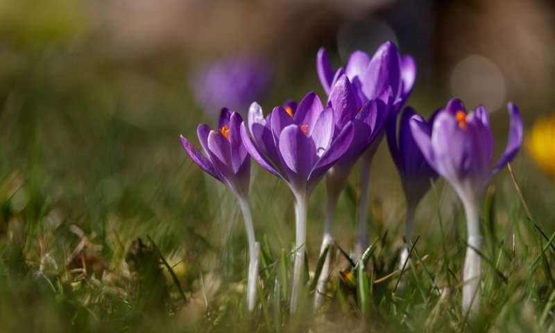 Обои цветы, трава, весна, крокусы, шафран, flowers, grass, spring, crocuses, saffron разрешение 6000x3798 Загрузить