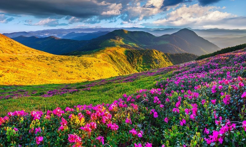 Обои небо, цветы, вечер, горы, высота, the sky, flowers, the evening, mountains, height разрешение 4200x3513 Загрузить