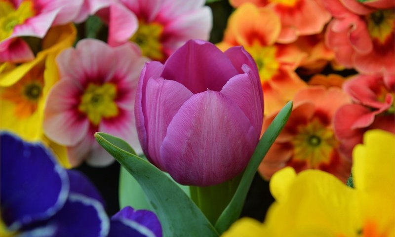Обои цветы, весна, тюльпан,  цветы, примула, весенние, фиолетовый тюльпан, flowers, spring, tulip, primula, purple tulip разрешение 3002x1916 Загрузить