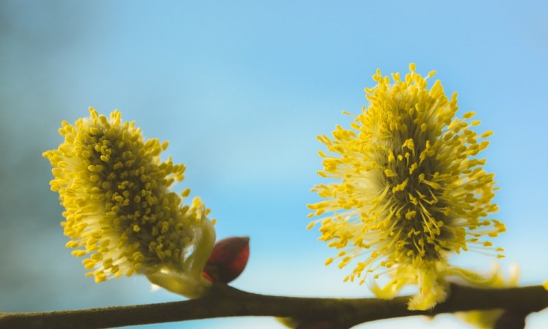 Обои ветка, дерево, макро, фон, весна, ива, верба, branch, tree, macro, background, spring, iva, verba разрешение 5066x3377 Загрузить