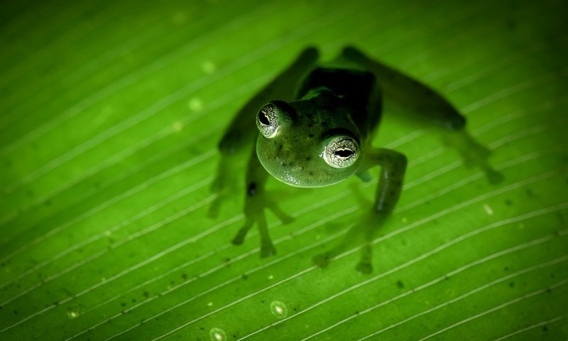 Обои природа, лапы, лист, лягушка, зеленая, земноводное, коста-рика, nature, paws, sheet, frog, green, amphibian, costa rica разрешение 2048x1287 Загрузить