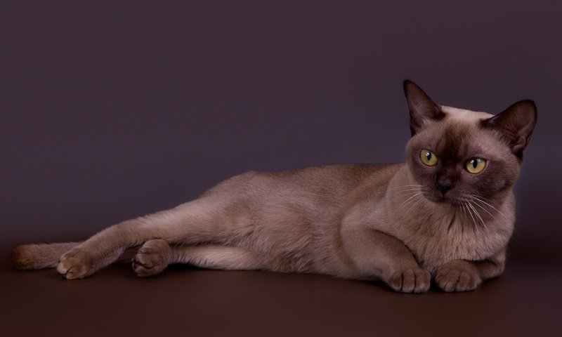 Обои кот, кошка, красавец, бурманская, бурманский, cat, handsome, burmese разрешение 3000x1934 Загрузить