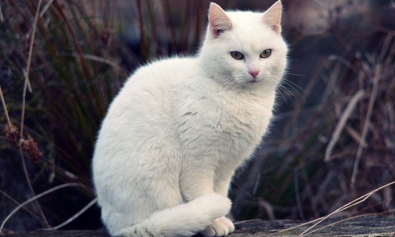 Обои трава, кот, мордочка, кошка, взгляд, белая, боке, grass, cat, muzzle, look, white, bokeh разрешение 3000x2000 Загрузить