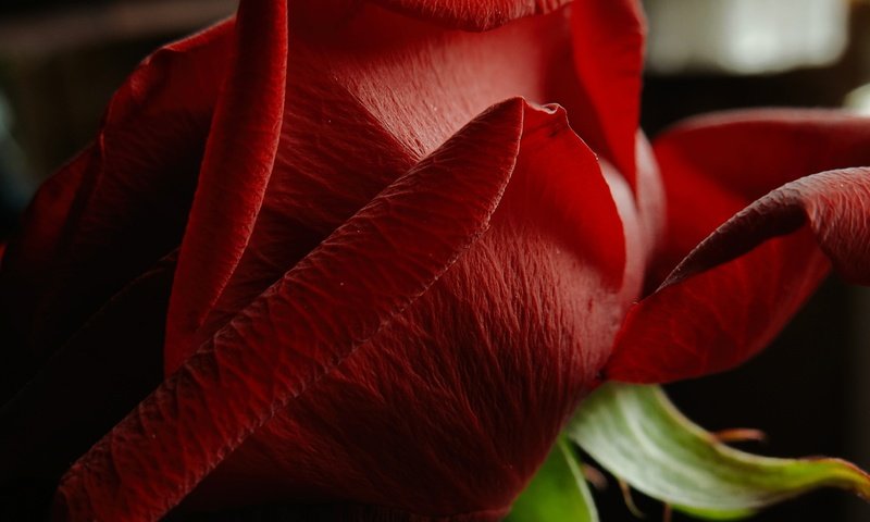 Обои макро, цветок, роза, лепестки, красная роза, цветком, macro, flower, rose, petals, red rose разрешение 3953x2365 Загрузить