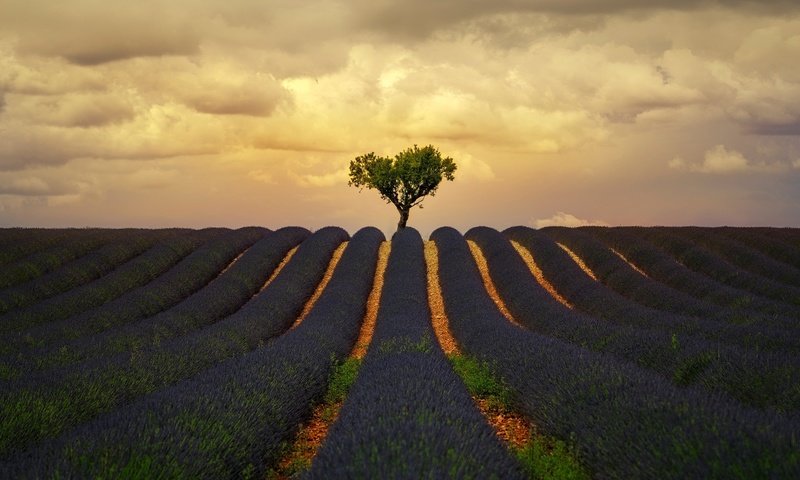 Обои облака, природа, дерево, поле, лаванда, лето, clouds, nature, tree, field, lavender, summer разрешение 1920x1280 Загрузить