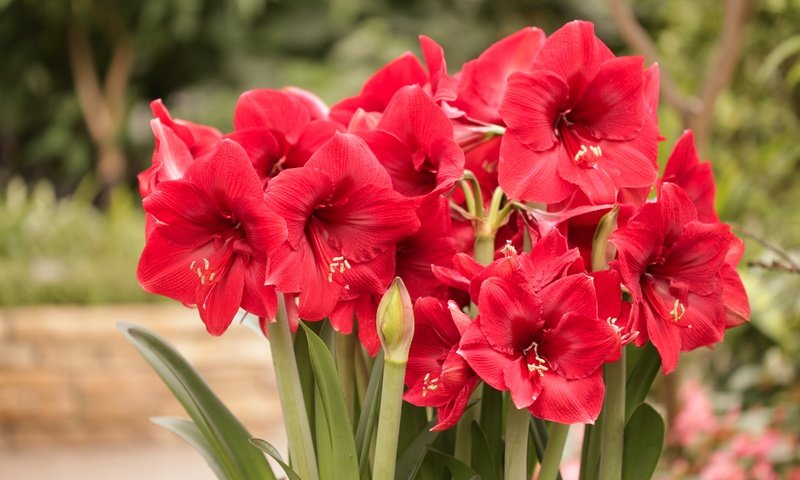 Обои цветы, бутоны, лепестки, красные, боке, амариллис, flowers, buds, petals, red, bokeh, amaryllis разрешение 4800x3200 Загрузить