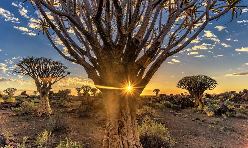 Обои деревья, вечер, солнце, пустыня, африка, намибия, quiver tree, trees, the evening, the sun, desert, africa, namibia разрешение 2048x1366 Загрузить