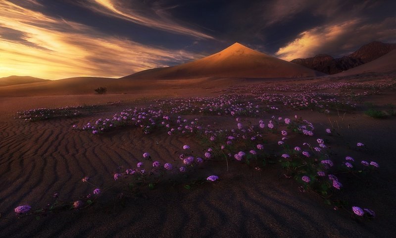 Обои свет, цветы, облака, горы, природа, пустыня, дюны, light, flowers, clouds, mountains, nature, desert, dunes разрешение 2048x1650 Загрузить