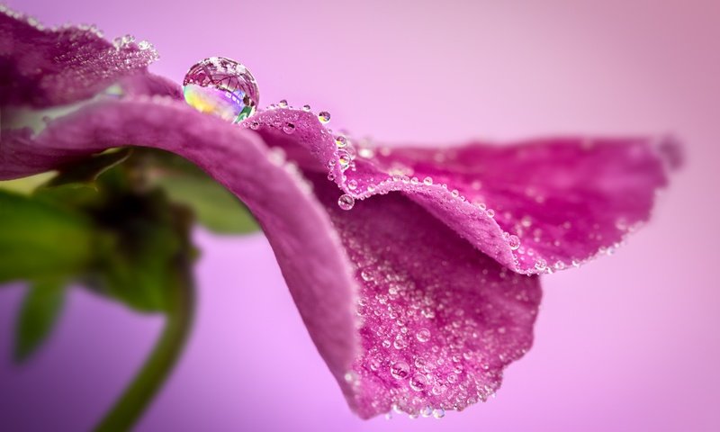 Обои макро, цветок, капля, лепесток, анютины глазки, sophiaspurgin, macro, flower, drop, petal, pansy разрешение 5668x3779 Загрузить