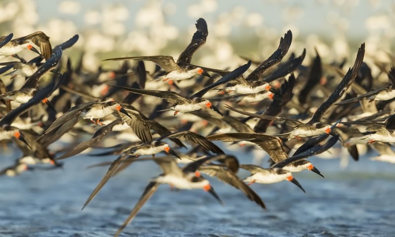 Обои полет, крылья, птицы, стая, flight, wings, birds, pack разрешение 1920x1279 Загрузить