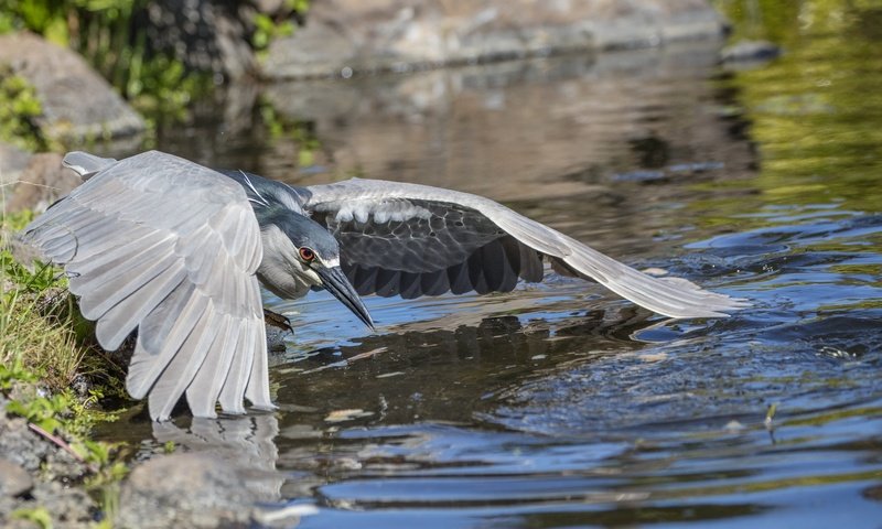 Обои вода, природа, камни, птица, water, nature, stones, bird разрешение 2048x1365 Загрузить