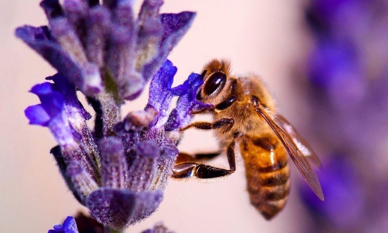 Обои природа, насекомое, цветок, растение, пчела, nature, insect, flower, plant, bee разрешение 1920x1080 Загрузить