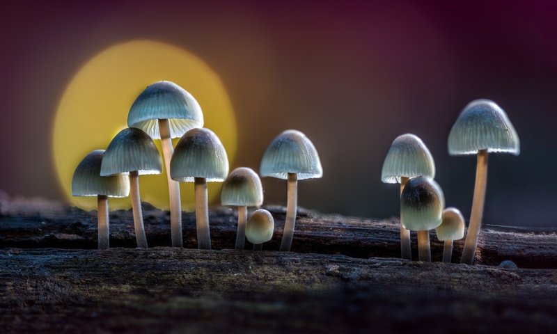 Обои солнце, природа, макро, грибы, бревно, поганки, sophiaspurgin, the sun, nature, macro, mushrooms, log, toadstool разрешение 3000x2000 Загрузить