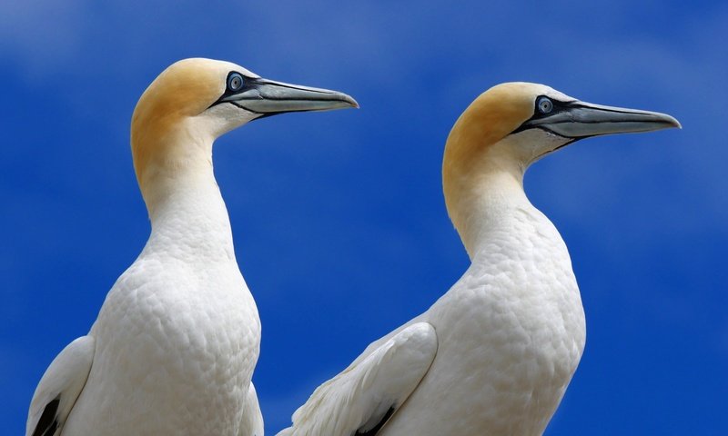 Обои природа, птицы, олуша, северная олуша, морская птица, nature, birds, gannet, the northern gannet, sea bird разрешение 2048x1245 Загрузить