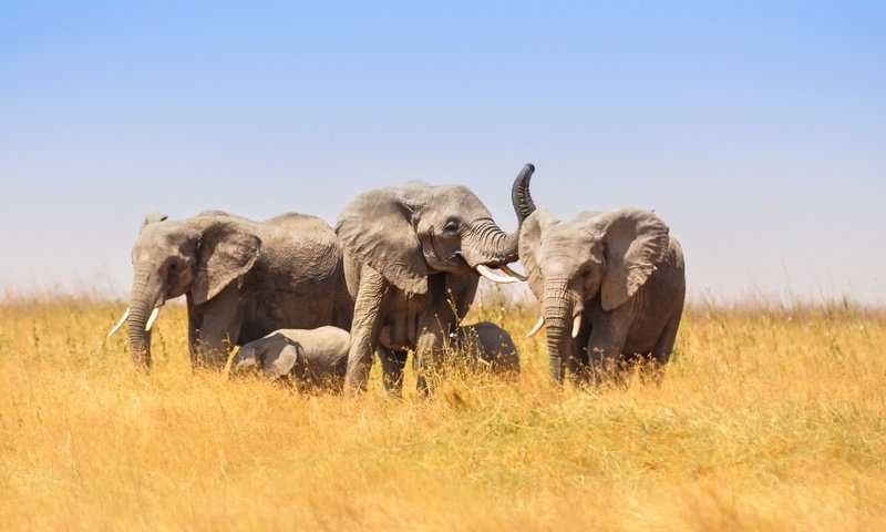 Обои природа, африка, слоны, nature, africa, elephants разрешение 2048x1313 Загрузить