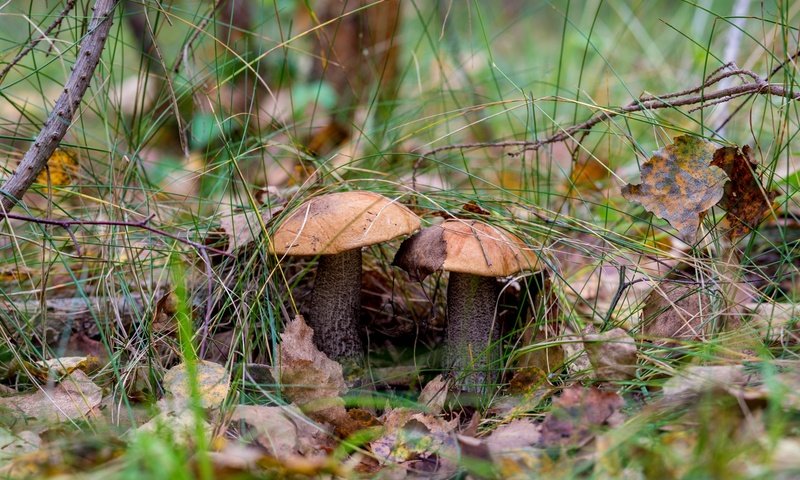 Обои природа, лес, грибы, гриб, подосиновики, осенние листья, nature, forest, mushrooms, mushroom, aspen, autumn leaves разрешение 2400x1600 Загрузить