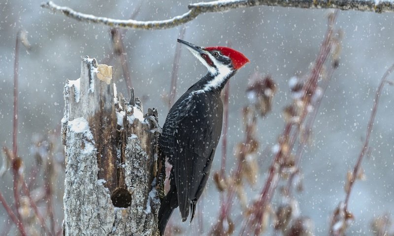 Обои ветка, снег, птица, пень, дятел, branch, snow, bird, stump, woodpecker разрешение 2048x1457 Загрузить