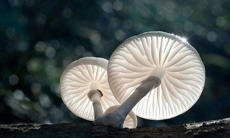 Обои свет, природа, макро, грибы, боке, light, nature, macro, mushrooms, bokeh разрешение 1920x1278 Загрузить