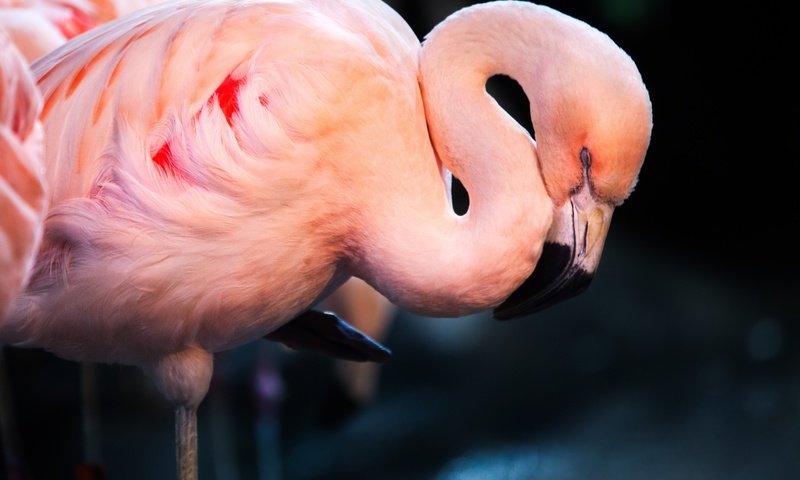 Обои фламинго, сон, птица, flamingo, sleep, bird разрешение 5333x3555 Загрузить
