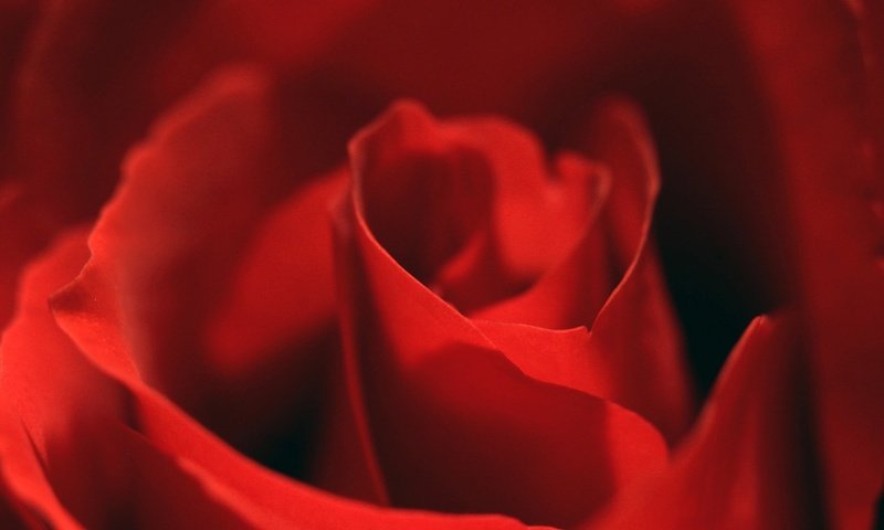 Обои макро, цветок, роза, лепестки, красная, лнпестки, macro, flower, rose, petals, red, lepestki разрешение 2048x1311 Загрузить