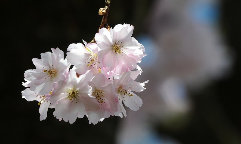 Обои природа, цветение, лепестки, весна, вишня, сакура, nature, flowering, petals, spring, cherry, sakura разрешение 4036x2272 Загрузить