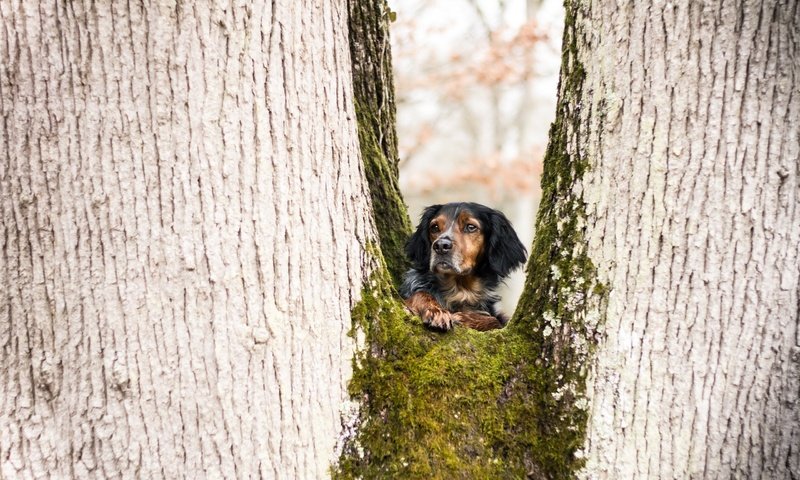 Обои дерево, взгляд, собака, juliette roux--merveille, tree, look, dog разрешение 2560x1707 Загрузить