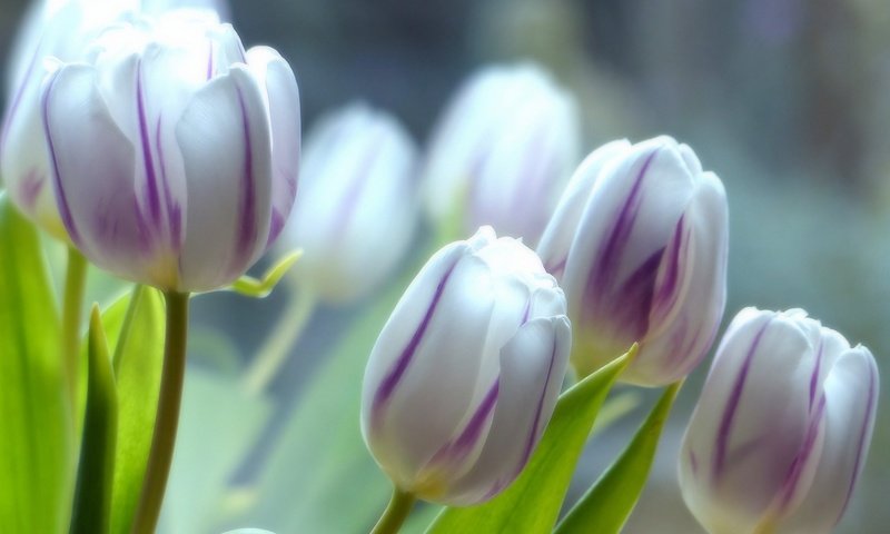 Обои цветы, бутоны, макро, весна, тюльпаны, flowers, buds, macro, spring, tulips разрешение 2048x1451 Загрузить