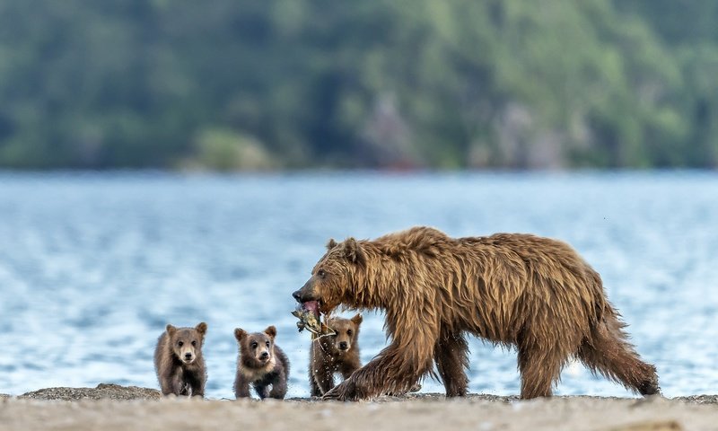 Обои рыба, медведи, улов, медведица, медвежата, fish, bears, catch, bear разрешение 2500x1634 Загрузить