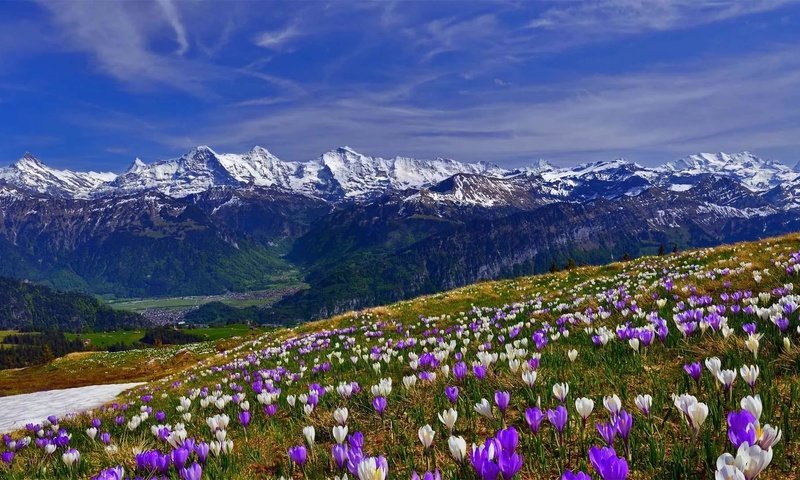 Обои цветы, трава, горы, снег, склон, весна, крокусы, крокус, flowers, grass, mountains, snow, slope, spring, crocuses, krokus разрешение 1920x1080 Загрузить