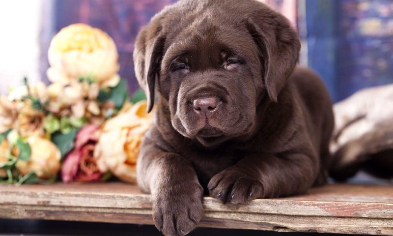 Обои цветы, мордочка, щенок, лапки, лабрадор, шоколадный, flowers, muzzle, puppy, legs, labrador, chocolate разрешение 1920x1280 Загрузить